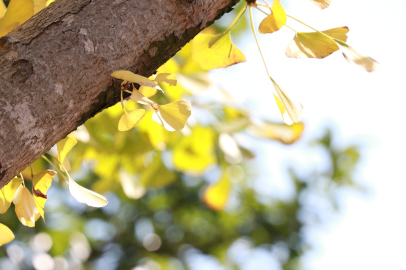 Preview Image 1