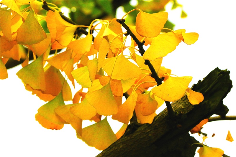 Preview Image 1
