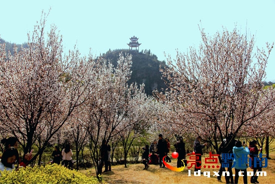 酒廠紫葉李花園.jpg