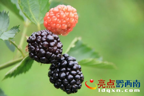 樹莓鮮果.jpg