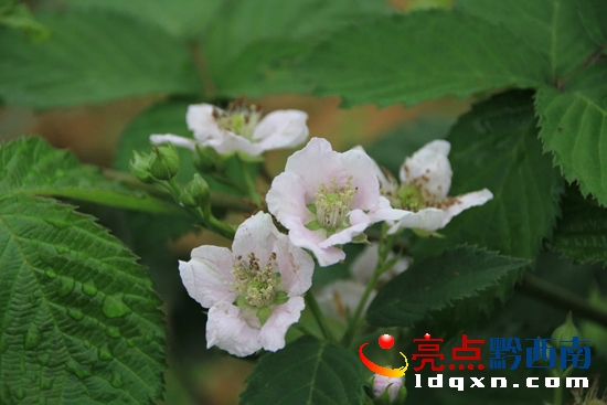樹莓鮮花.jpg