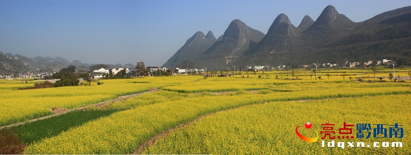 萬峰林油菜花4.jpg