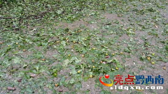 圖為興仁新龍場受災(zāi)情況.jpg