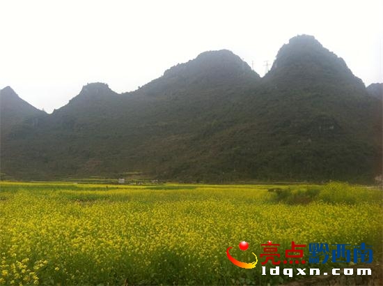 圖為已盛開的油菜花。(1).JPG
