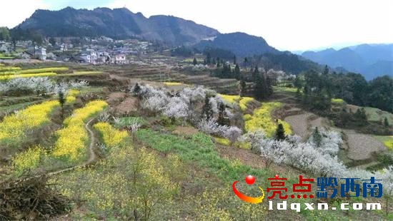 圖為已盛開的油菜花、李花。.JPG