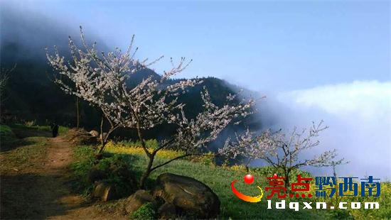圖為已盛開的油菜花、李花。 (2).JPG