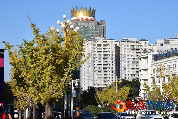 桔山大道一排排銀杏樹(shù)黃。 