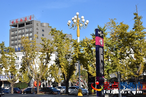 興義市區(qū)桔山大道一排排銀杏樹(shù)黃。 