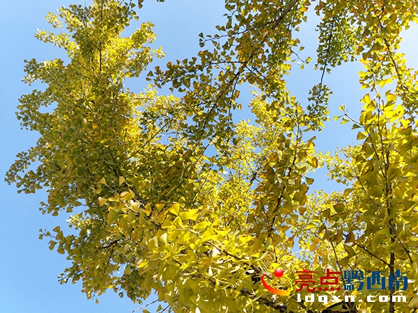 藍(lán)天下，桔山大道一排排銀杏樹(shù)黃。