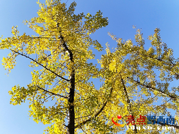 藍(lán)天下，桔山大道一排排銀杏樹(shù)黃。