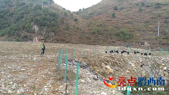 驅(qū)趕羊群.JPG