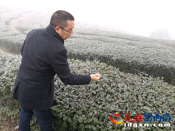 興義白龍山茶場(chǎng).jpg